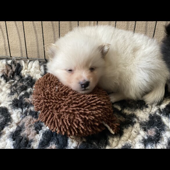 German Spitz - Both