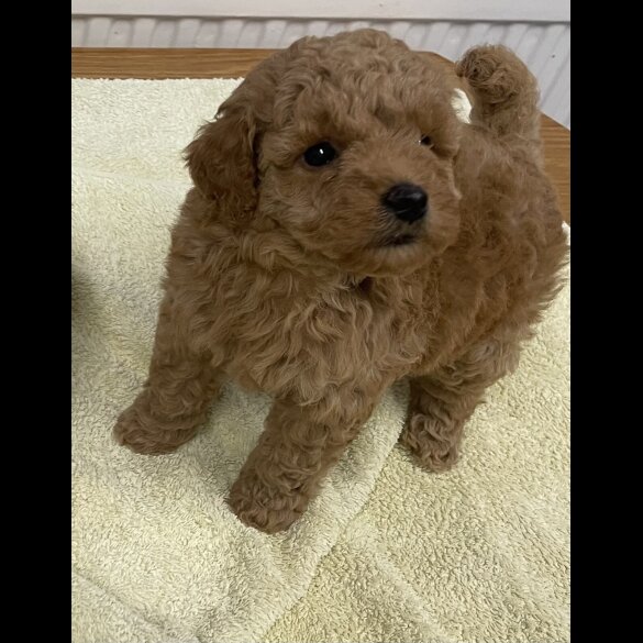 Miniature Poodle - Both