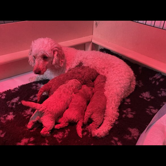 Miniature Poodle - Both