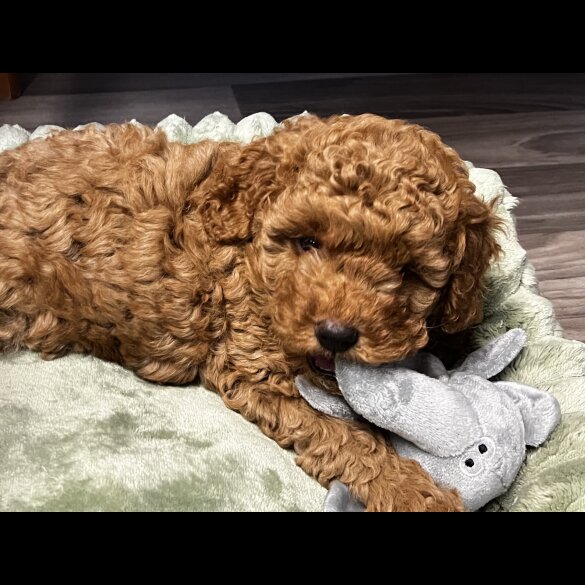 Miniature Poodle - Both