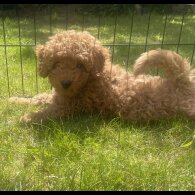 Miniature Poodle - Both