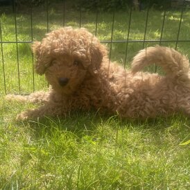 Miniature Poodle - Both