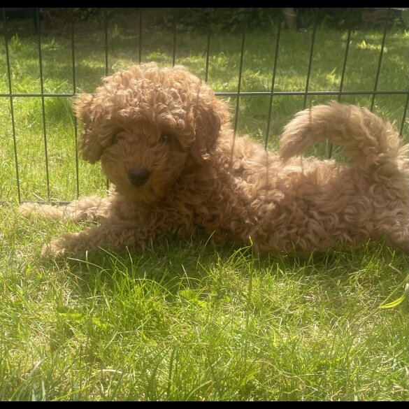 Miniature Poodle - Both