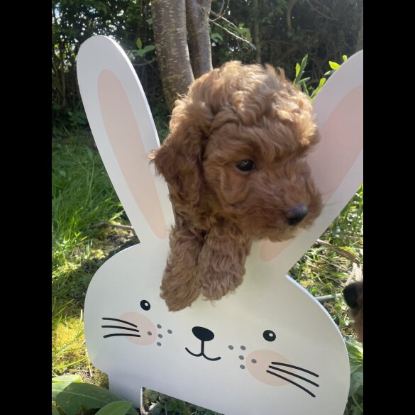 Miniature Poodle - Both