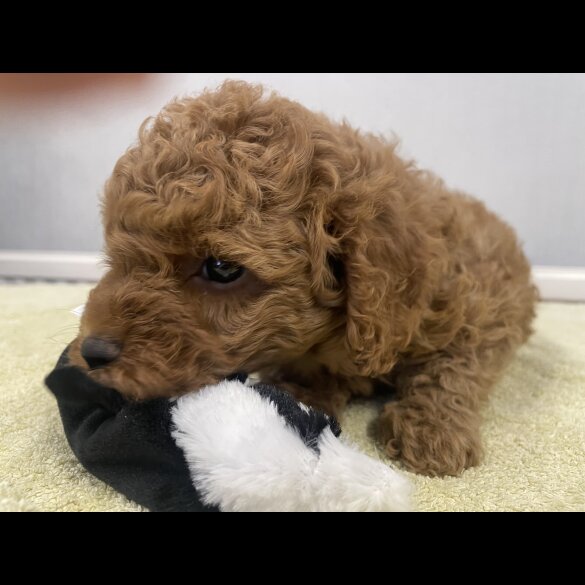 Miniature Poodle - Both