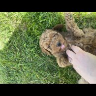 Miniature Poodle - Both