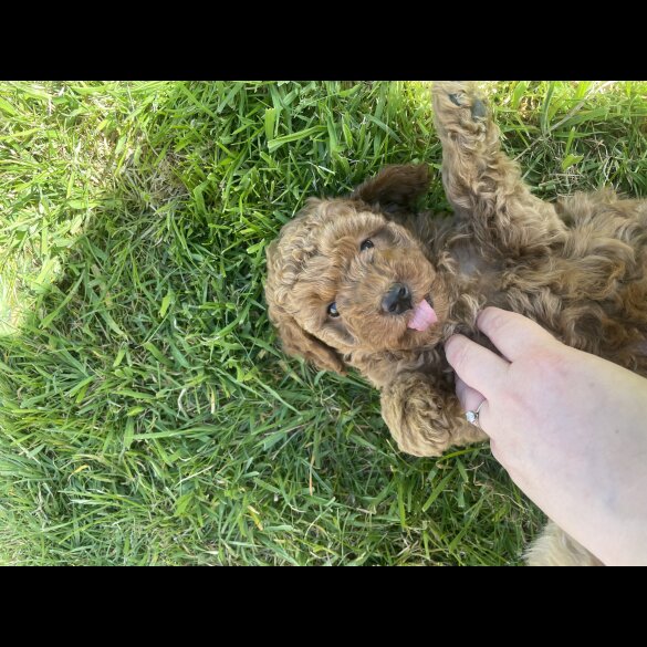 Miniature Poodle - Both