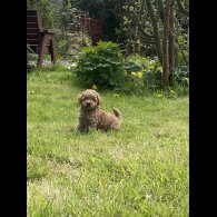 Miniature Poodle - Both