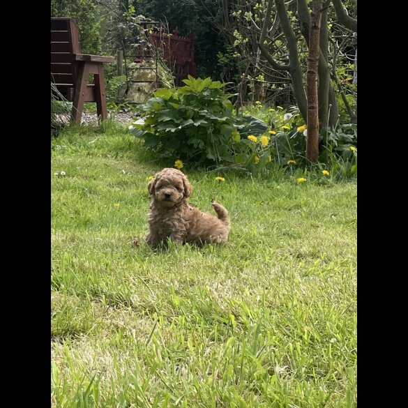 Miniature Poodle - Both