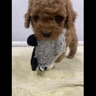Miniature Poodle - Both