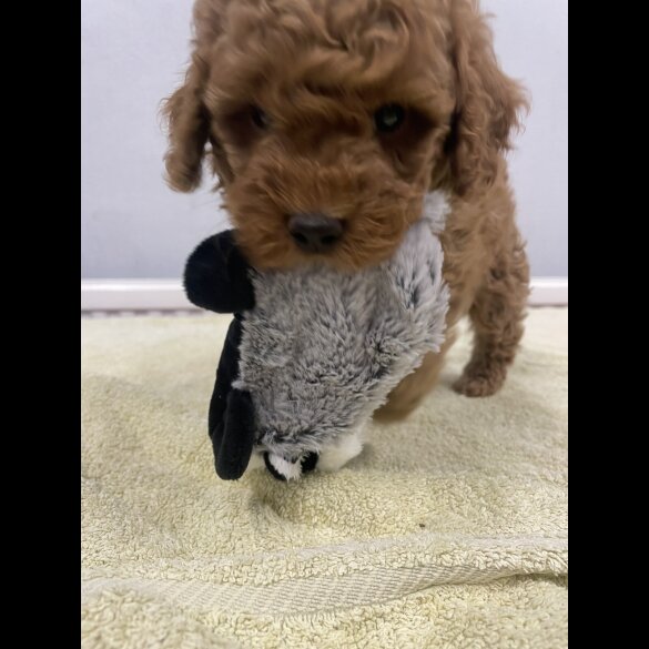 Miniature Poodle - Both