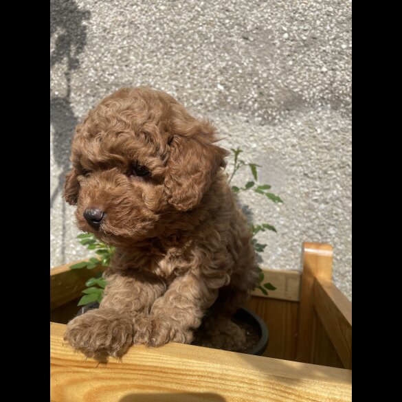 Miniature Poodle - Both