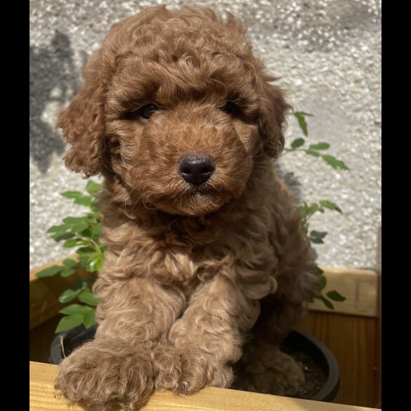 Miniature Poodle - Both