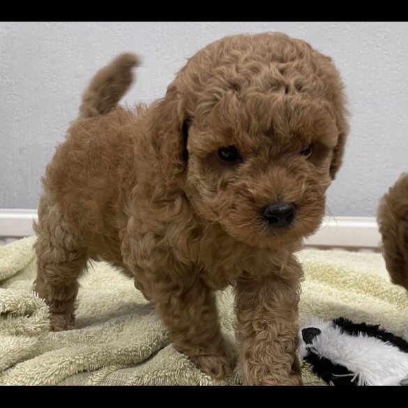 Miniature Poodle - Both