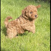 Miniature Poodle - Both