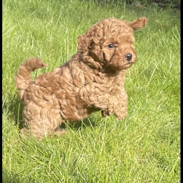 Miniature Poodle - Both