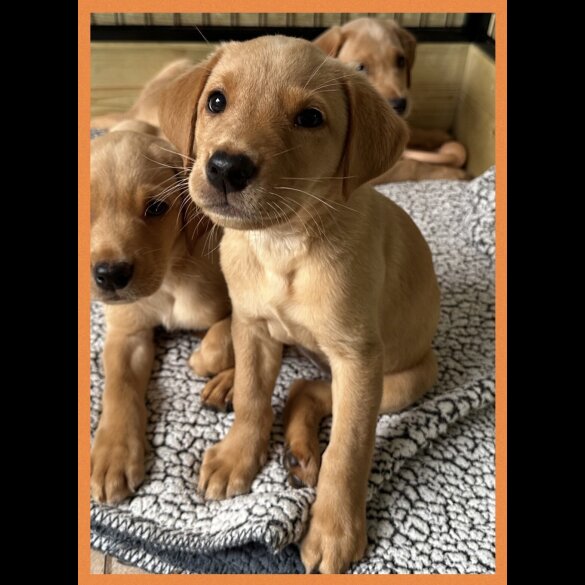 Labrador Retriever - Both