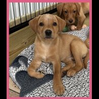 Labrador Retriever - Both