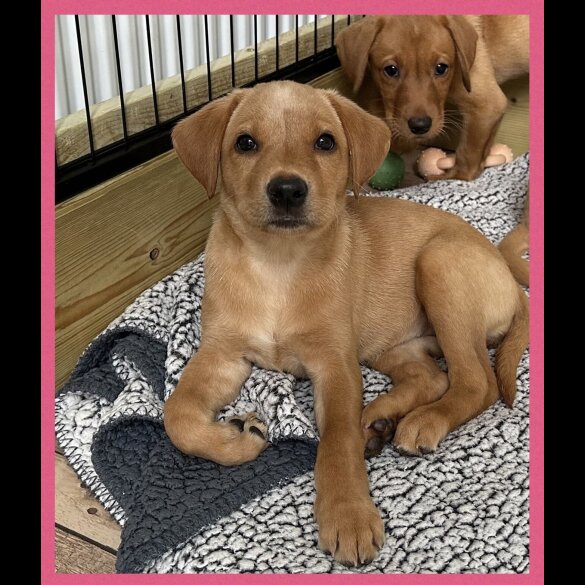 Labrador Retriever - Both