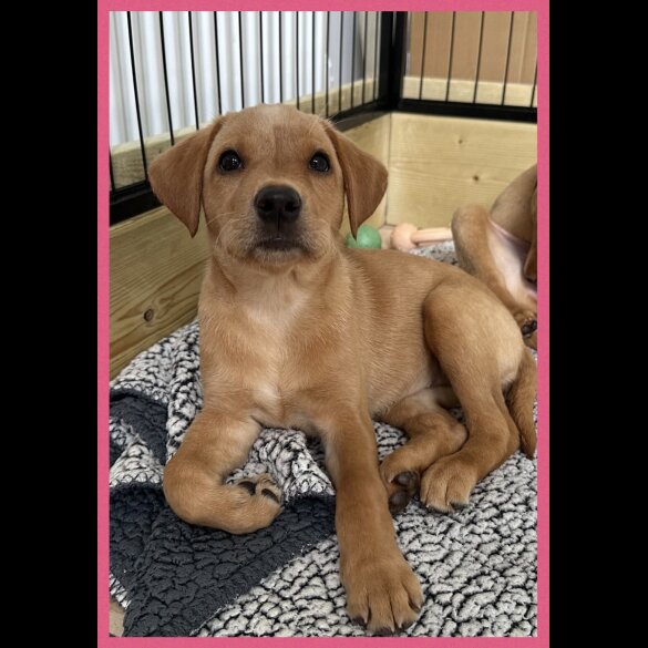 Labrador Retriever - Both
