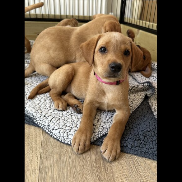 Labrador Retriever - Both