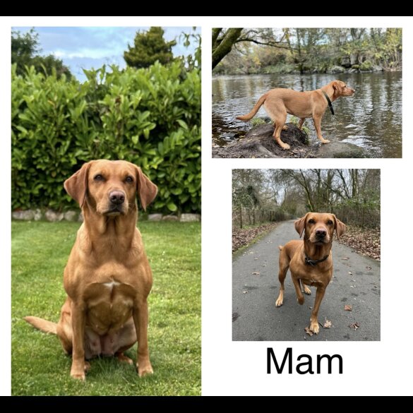 Labrador Retriever - Both