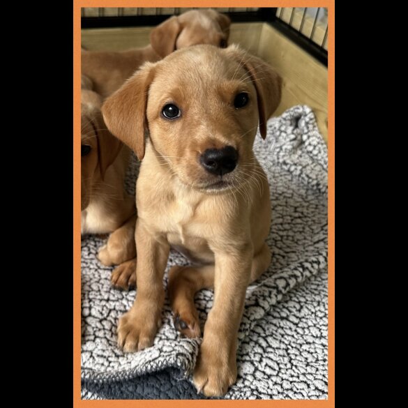 Labrador Retriever - Both