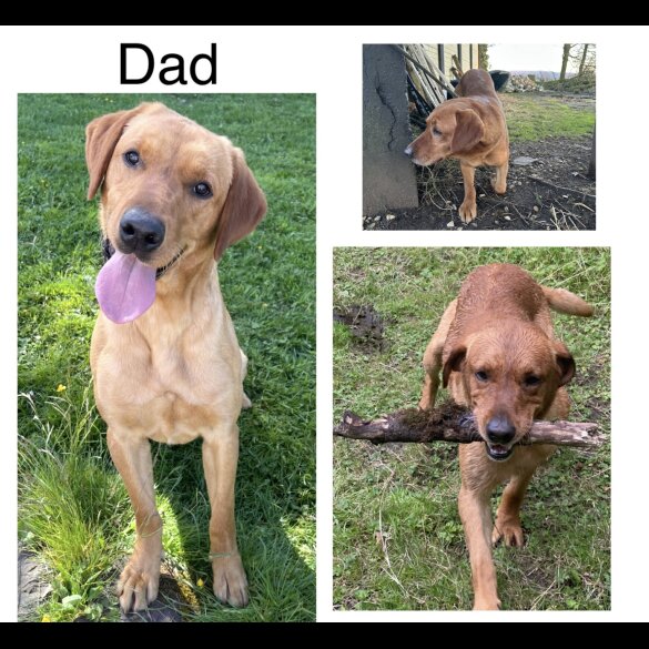 Labrador Retriever - Both