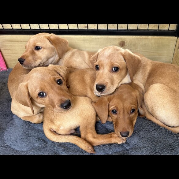 Labrador Retriever - Both
