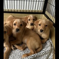 Labrador Retriever - Both