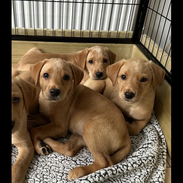 Labrador Retriever - Both