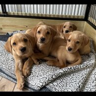 Labrador Retriever - Both