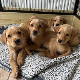 Labrador Retriever - Both