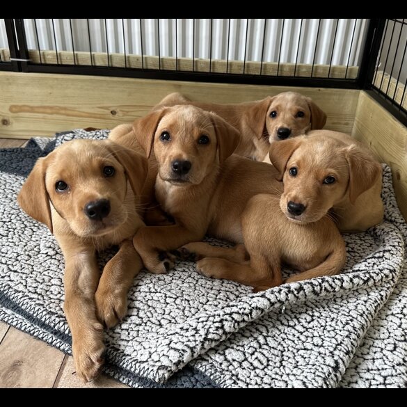 Labrador Retriever - Both