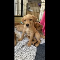 Labrador Retriever - Both