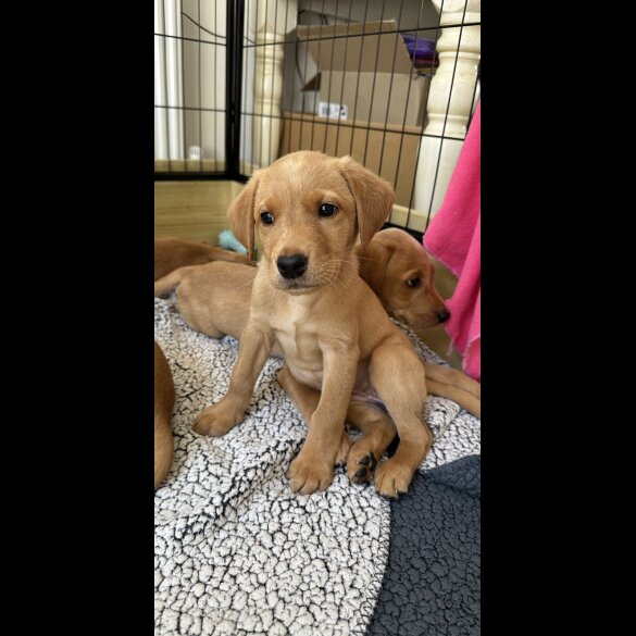Labrador Retriever - Both