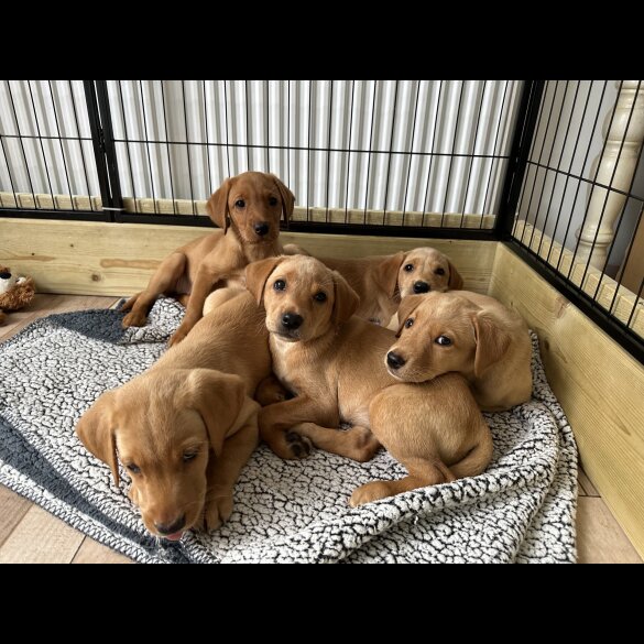 Labrador Retriever - Both