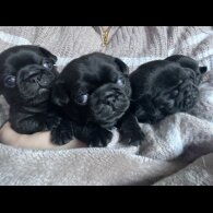 Pug - Both