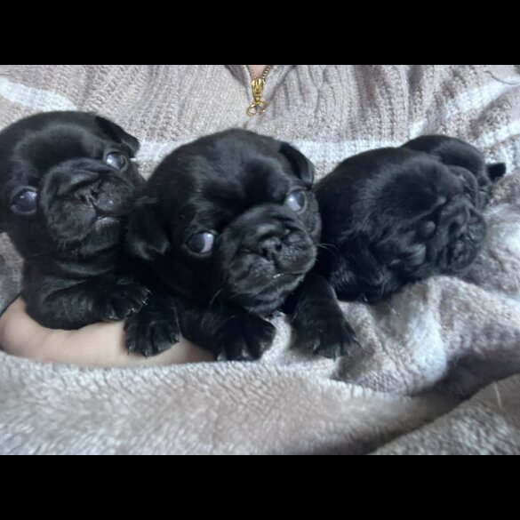 Pug - Both