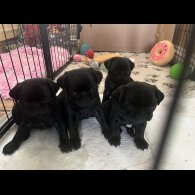 Pug - Both