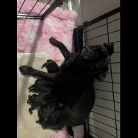 Pug - Both