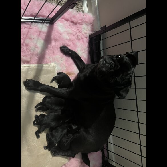 Pug - Both