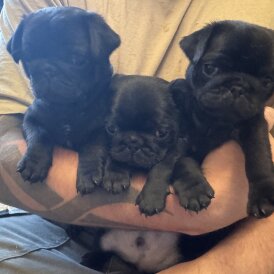Pug - Both