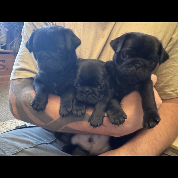 Pug - Both