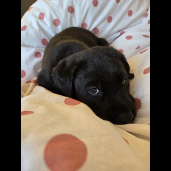 Labrador Retriever - Both