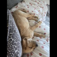 Labrador Retriever - Both