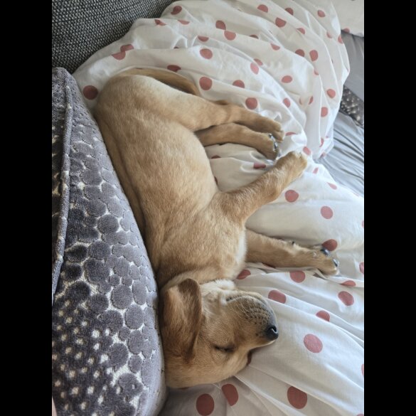 Labrador Retriever - Both