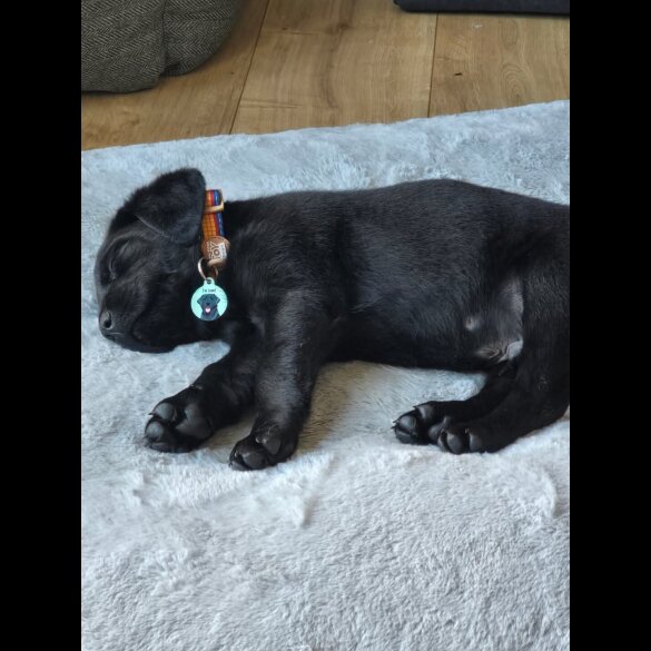Labrador Retriever - Both