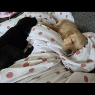 Labrador Retriever - Both