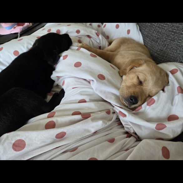 Labrador Retriever - Both